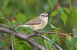 Yellow-rumped Thornbill